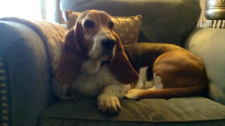 Illustration for article titled My Dog's Review of Dark Souls II